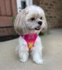 American River Choke Free Dog Harness Ombre Collection