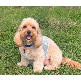 Cool Mesh Dog Harness with Matching Leash (Color/Design: Blue Daisy)