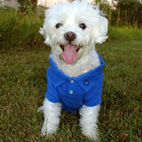 Solid and Striped Dog Polo (Color/Design: Nautical Blue)